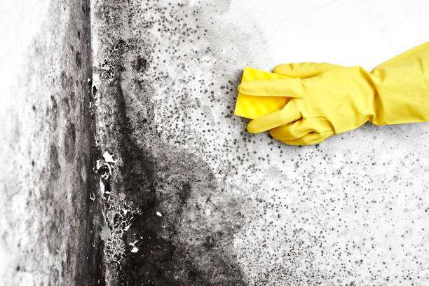 Why You Should Choose Our Mold Remediation Services in Sharonville, OH